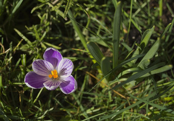 Fleur, crocus printanier en floraison au printemps dans une prairie en france