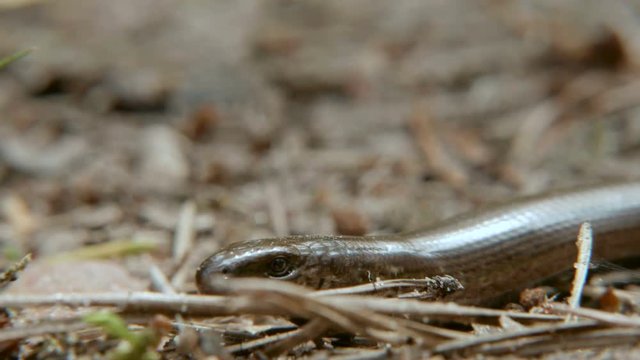 The Anguis fragilis, or slow worm, is a limbless lizard. Close up shot
