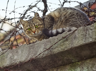 Cat