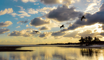 朝日、白鳥、空、雲、海、青森県、平内町 © 康昭 佐々木
