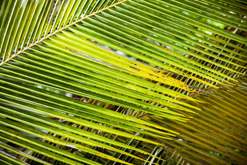 fresh green palm leaves background for design or wallpaper