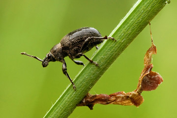 Käfer (unbekannt)