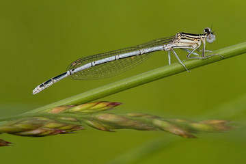 Blaue Federlibelle (Platycnemis pennipes)