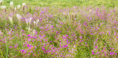 Obraz premium Campo com flores roxas.