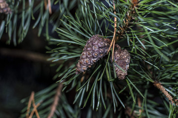 pine cone on a tree branch after winter
