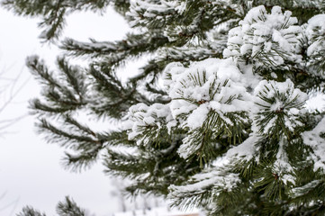 pine branch covered with snow in winter