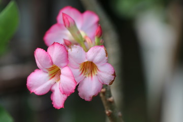 Fototapeta premium Desert rose pink color in the garden