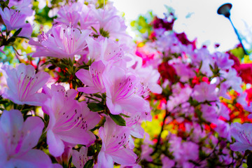 つつじ、茶臼山公園、大鰐町、青森県