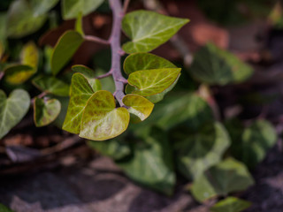 Ivy on the bark of trees.