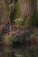 Fototapeta premium Schneeglöckchen