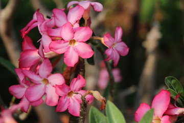 Fototapeta na wymiar Desert rose pink color in the garden