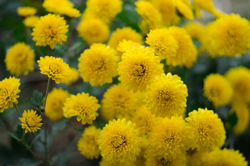 yellow chrysanthemum