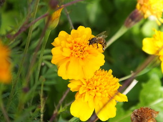 Bee with flowers