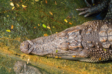 Close-up of crocodile head