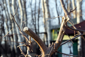 Fresh pruned apple branch in spring