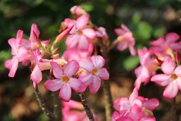 Naklejka na ściany i meble Desert rose pink color in the garden