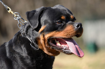 close up of rottweiler dog