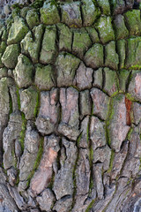 Mossy tree bark (oak bark)