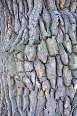 Mossy tree bark (oak bark)