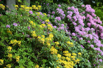 yellow Azalea and Rhododendron bush bloom in springtime.