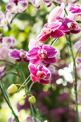 Beautiful purple orchids flower in garden