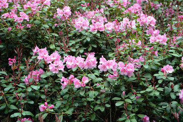 pink Rhododendron bush bloom in springtime.