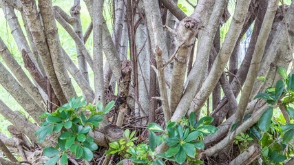 Fundo com planta e galhos.