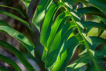 Big green leaf of Monstera plant