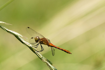 Große Heidelibelle (Sympetrum striolatum)