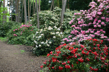Fototapeta na wymiar pink Rhodendron bush bloom in springtime.