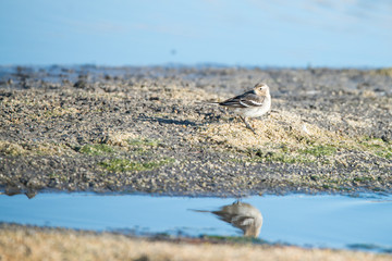 Young white wagtail