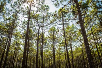 Many pinewood Trees