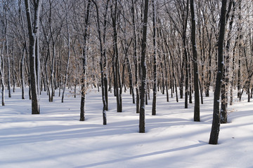 Beautiful Winter Forest or Park in Snow