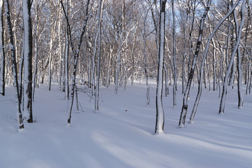 Beautiful Winter Forest or Park in Snow