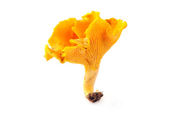 one golden chanterelle mushroom on isolated white background
