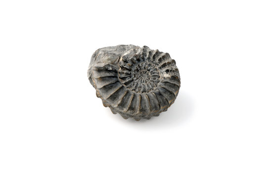 ammonite fossil on white isolated background