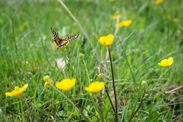 Monarch butterfly seeking nectar on a flower using path