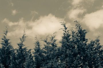 Sepia Background of Pine Trees Top