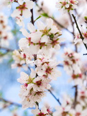 Flowering sweet almond tree