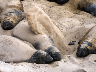 South Elephant Seal, Mirounga leonina throwing sand at each other to get rid of old skin,Carcass,...
