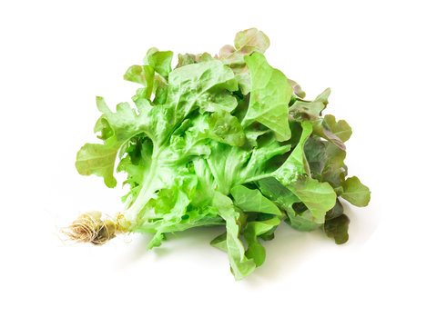 Fresh green and purple lettuce salad vegetable on white background
