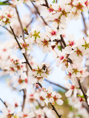 Flowering sweet almond tree