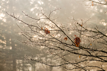 foggy mornings collection © Grzegorz Matoryn
