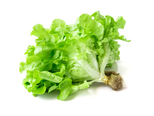 Fresh green lettuce salad on white background