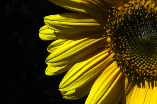 close up of yellow sunflower on black background