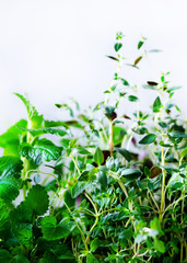 Green fresh aromatic herbs - melissa, mint, thyme, basil, parsley on white background. Banner collage frame from plants. Copyspace. Top view. Toned effect.