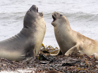 South Male Elephant Seal, Mirounga leonina rehearse fight for females, Carcass, Falkland-Malvinas