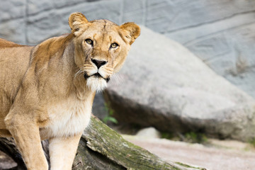 Naklejka premium Lioness looking curiously. Stone grey background.