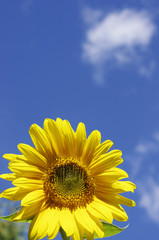 yellow sunflower on sky background with clouds