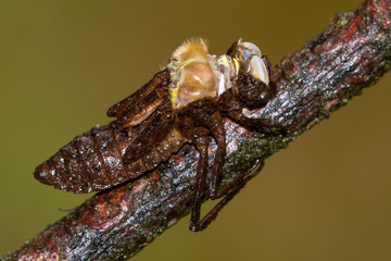 Die Exuvie Platz auf, und die Libelle presst sich raus.